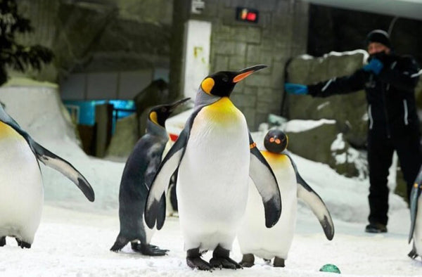Ski Dubai – World's Largest Indoor Snow Park Experience