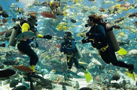 Scuba Diving at Jumeirah Beach – No Experience Needed