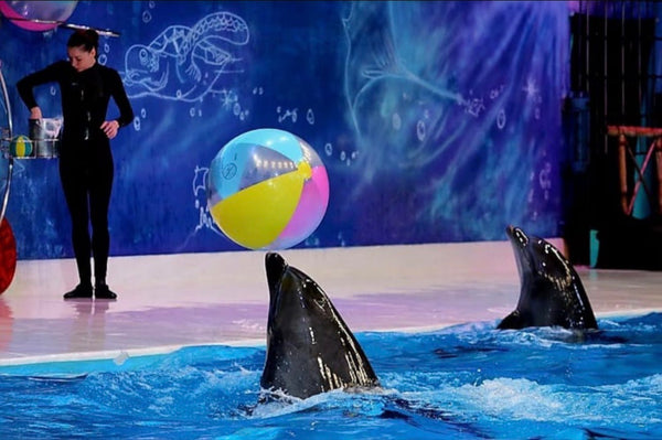 Dubai Dolphinarium Ticket