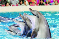 Dubai Dolphinarium Ticket