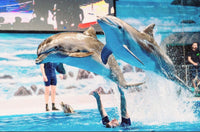 Dubai Dolphinarium Ticket