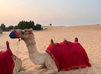 Desert Safari — Premium Package with Belly Dance
