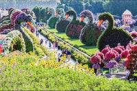 Miracle Garden, Dubai