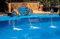 Dubai Dolphinarium Ticket